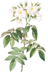 Musk rose, Rosa moschata flore semi pleno from Les Roses (1817–1824) by Pierre-Joseph Redouté.