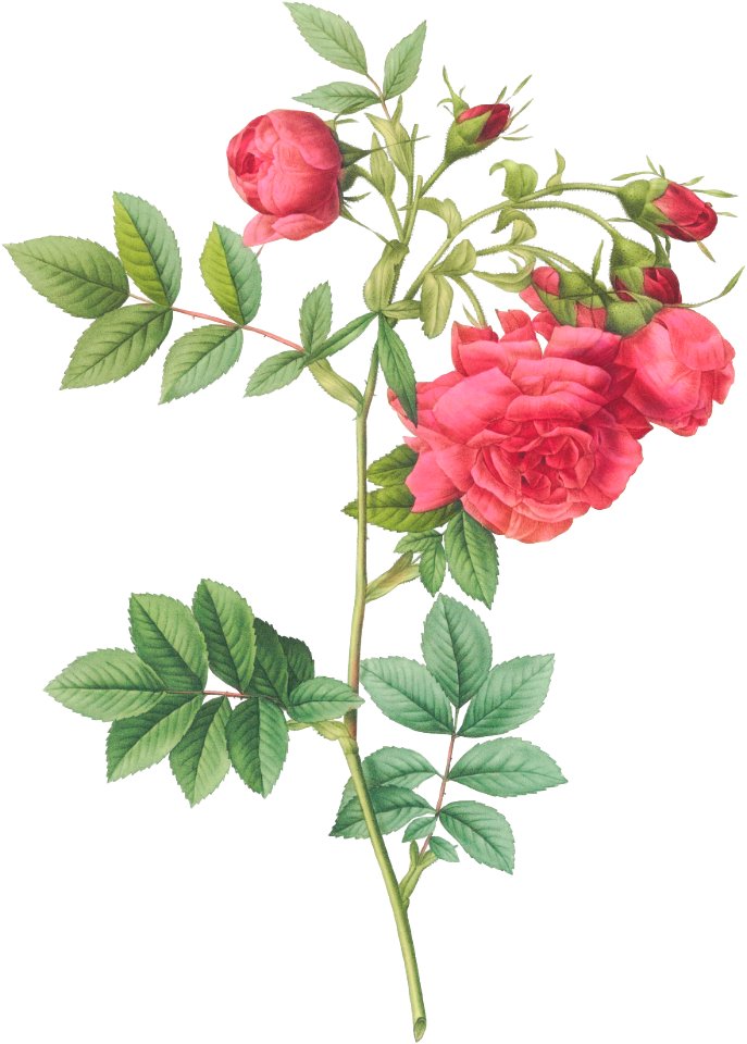 Turnip Roses, Rosa rapa from Les Roses (1817–1824) by Pierre-Joseph Redouté.