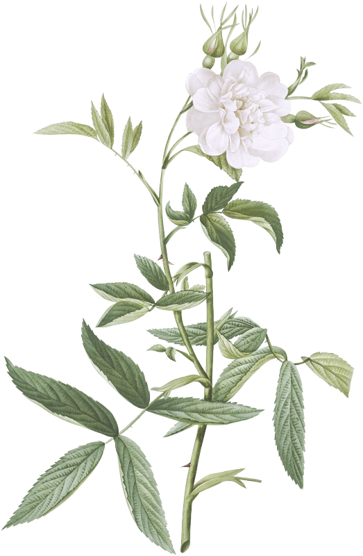 Rosa × alba, also known as White Rose with Hemp Leaves (Rosa alba cimboefolia) from Les Roses (1817–1824) by Pierre-Joseph Redouté.