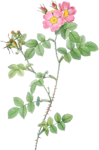 Sweetbriar, also known as Rusty Rose with Three Flowers (Rosa rubiginosa triflora) from Les Roses (1817–1824) by Pierre-Joseph Redouté.