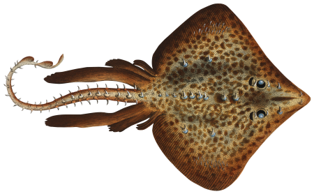 Rough Ray (Raja Rubus) from Ichtylogie, ou Histoire naturelle: génerale et particuliére des poissons (1785–1797) by Marcus Elieser Bloch.