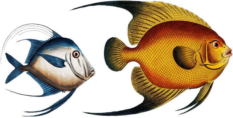 1.Chaetodon aureus 2. Silver Fish (Zeus Vomer) from Ichtylogie, ou Histoire naturelle: génerale et particuliére des poissons (1785–1797) by Marcus Elieser Bloch.