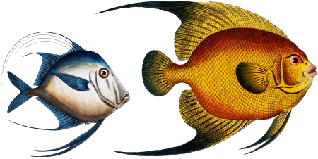 1.Chaetodon aureus 2. Silver Fish (Zeus Vomer) from Ichtylogie, ou Histoire naturelle: génerale et particuliére des poissons (1785–1797) by Marcus Elieser Bloch.