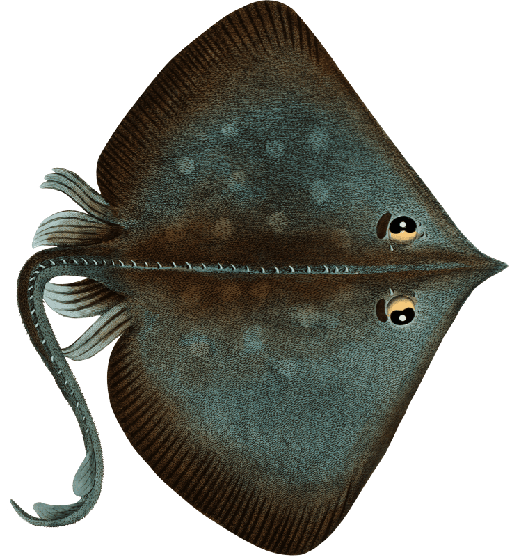 Sharp Nosed-Ray (Raja Oxyrinchus) from Ichtylogie, ou Histoire naturelle: génerale et particuliére des poissons (1785–1797) by Marcus Elieser Bloch.