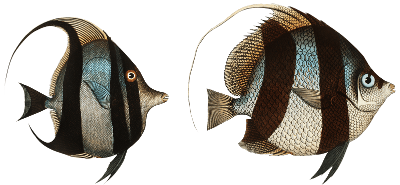 1. Chaetodon macrolepidotus 2. Chaetodon cornutus from Ichtylogie, ou Histoire naturelle: génerale et particuliére des poissons (1785–1797) by Marcus Elieser Bloch.