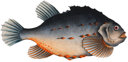 Lump (Cycloterus lumpus) from Ichtylogie, ou Histoire naturelle: génerale et particuliére des poissons (1785–1797) by Marcus Elieser Bloch.