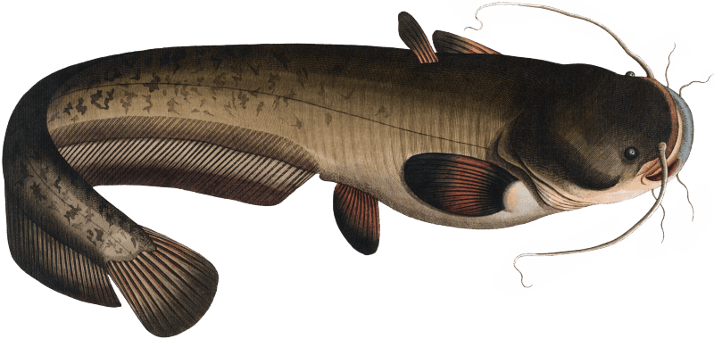 Sheat-fish (Silurus Glanis) from Ichtylogie, ou Histoire naturelle: génerale et particuliére des poissons (1785–1797) by Marcus Elieser Bloch.
