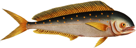 Dolfin (Coryphaena Hippurus) from Ichtylogie, ou Histoire naturelle: génerale et particuliére des poissons (1785–1797) by Marcus Elieser Bloch.