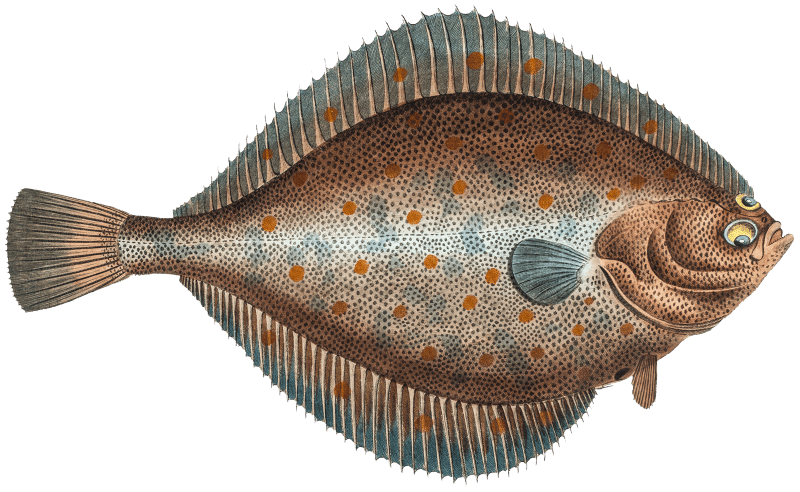 Plaise (Pleuronectes Platessa) from Ichtylogie, ou Histoire naturelle: génerale et particuliére des poissons (1785–1797) by Marcus Elieser Bloch.