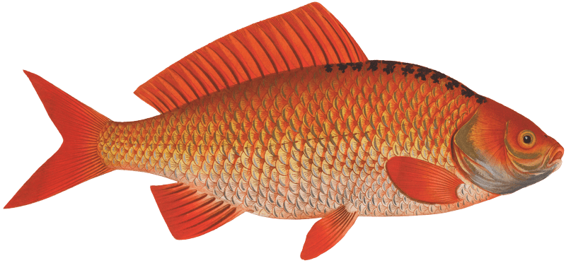 Gold-Fish (Cyprinus Auratus) from Ichtylogie, ou Histoire naturelle: génerale et particuliére des poissons (1785–1797) by Marcus Elieser Bloch.