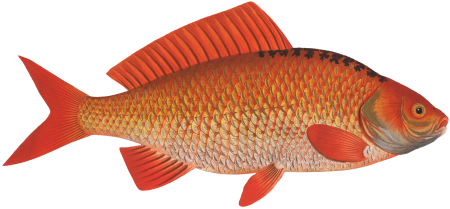 Gold-Fish (Cyprinus Auratus) from Ichtylogie, ou Histoire naturelle: génerale et particuliére des poissons (1785–1797) by Marcus Elieser Bloch.