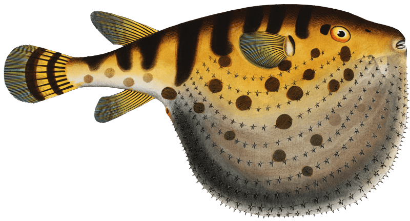 Starry Globe-fish (Tetrodon Lagocephalus) from Ichtylogie, ou Histoire naturelle: génerale et particuliére des poissons (1785–1797) by Marcus Elieser Bloch.