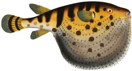 Starry Globe-fish (Tetrodon Lagocephalus) from Ichtylogie, ou Histoire naturelle: génerale et particuliére des poissons (1785–1797) by Marcus Elieser Bloch.