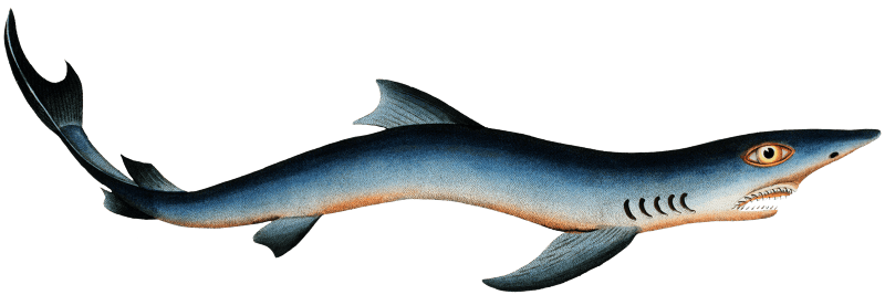 Blue Shark (Squalus Glaucus) from Ichtylogie, ou Histoire naturelle: génerale et particuliére des poissons (1785–1797) by Marcus Elieser Bloch.