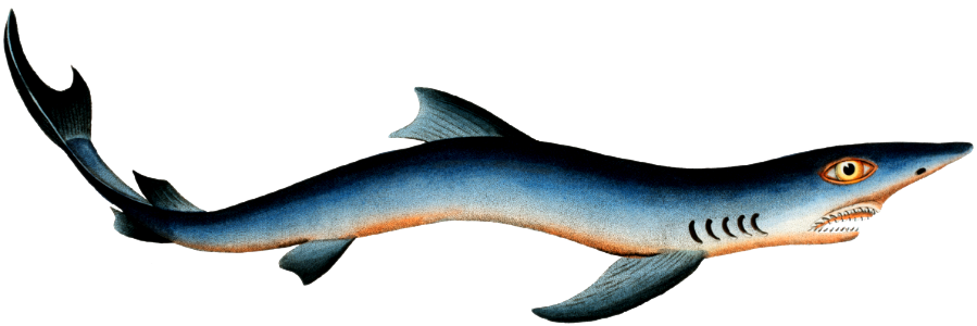 Blue Shark (Squalus Glaucus) from Ichtylogie, ou Histoire naturelle: génerale et particuliére des poissons (1785–1797) by Marcus Elieser Bloch.