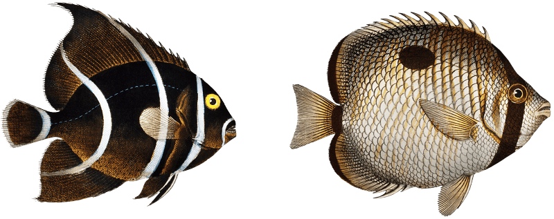 1. Chaetodon unimaculatus 2. Arc-Fish (Chaetodon arcuatus) from Ichtylogie, ou Histoire naturelle: génerale et particuliére des poissons (1785–1797) by Marcus Elieser Bloch.