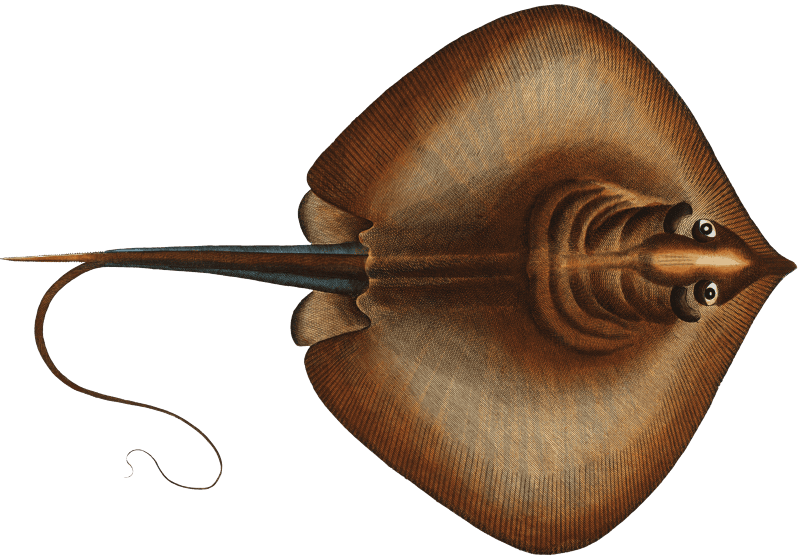 Fire Flaire (Raja Pastinaca) from Ichtylogie, ou Histoire naturelle: génerale et particuliére des poissons (1785–1797) by Marcus Elieser Bloch.