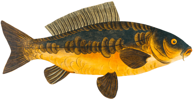 Royal-Carp (Rex Cyprinorum) from Ichtylogie, ou Histoire naturelle: génerale et particuliére des poissons (1785–1797) by Marcus Elieser Bloch.