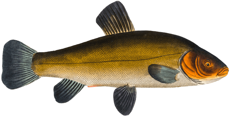 Tench (Cypirnus Tinca) from Ichtylogie, ou Histoire naturelle: génerale et particuliére des poissons (1785–1797) by Marcus Elieser Bloch.