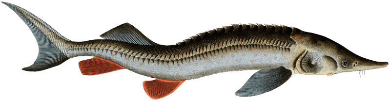 Rusfish-Sturgeon (Acipenser Ruthenus) from Ichtylogie, ou Histoire naturelle: génerale et particuliére des poissons (1785–1797) by Marcus Elieser Bloch.