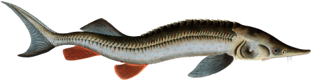 Rusfish-Sturgeon (Acipenser Ruthenus) from Ichtylogie, ou Histoire naturelle: génerale et particuliére des poissons (1785–1797) by Marcus Elieser Bloch.