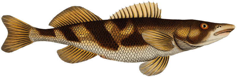 Singel (Perca Zingel) from Ichtylogie, ou Histoire naturelle: génerale et particuliére des poissons (1785–1797) by Marcus Elieser Bloch.