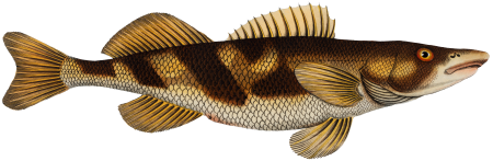 Singel (Perca Zingel) from Ichtylogie, ou Histoire naturelle: génerale et particuliére des poissons (1785–1797) by Marcus Elieser Bloch.