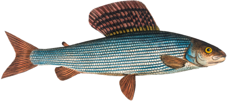 Grayling (Salmo Thymallus) from Ichtylogie, ou Histoire naturelle: génerale et particuliére des poissons (1785–1797) by Marcus Elieser Bloch.