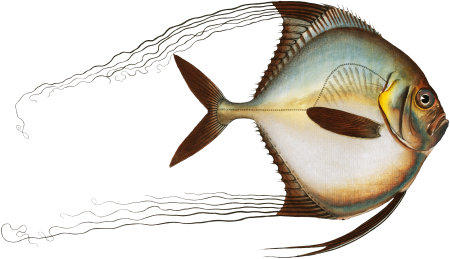 Zeus ciliaris from Ichtylogie, ou Histoire naturelle: génerale et particuliére des poissons (1785–1797) by Marcus Elieser Bloch.