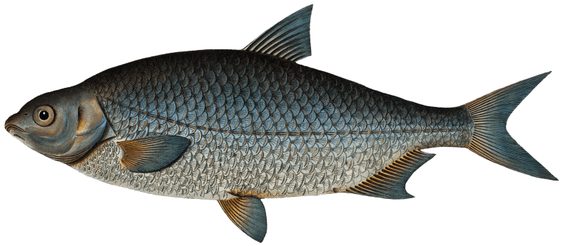 Buggenhagen's-Carp (Cyprinus Buggenhagii) from Ichtylogie, ou Histoire naturelle: génerale et particuliére des poissons (1785–1797) by Marcus Elieser Bloch.