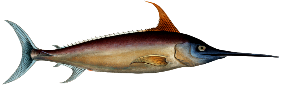 Sword Fish (Xiphias Gladius) from Ichtylogie, ou Histoire naturelle: génerale et particuliére des poissons (1785–1797) by Marcus Elieser Bloch.