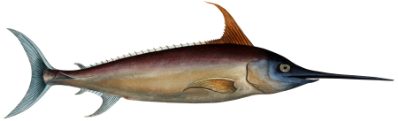 Sword Fish (Xiphias Gladius) from Ichtylogie, ou Histoire naturelle: génerale et particuliére des poissons (1785–1797) by Marcus Elieser Bloch.