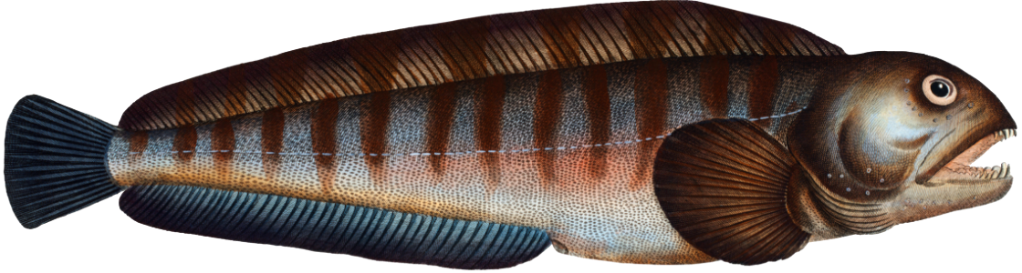 Wolf Fish (Anarihchas Lupus) from Ichtylogie, ou Histoire naturelle: génerale et particuliére des poissons (1785–1797) by Marcus Elieser Bloch.