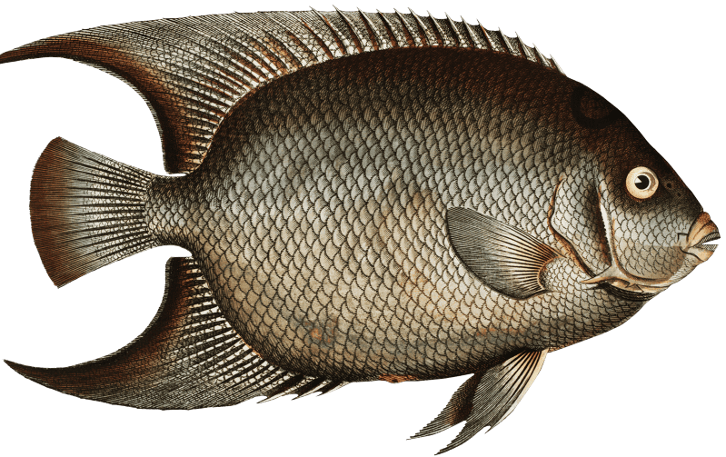 Hairy Angel-Fish (Chaetodon ciliaris) from Ichtylogie, ou Histoire naturelle: génerale et particuliére des poissons Chaetodon suratensis (1785–1797) by Marcus Elieser Bloch.