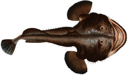 Sea Devil (Lophius Piscatorius) from Ichtylogie, ou Histoire naturelle: génerale et particuliére des poissons (1785–1797) by Marcus Elieser Bloch.