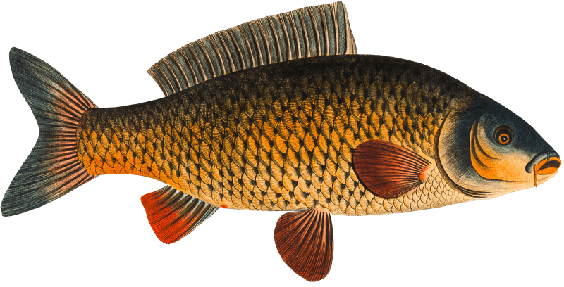 Carp (Cyprinus Carpio) from Ichtylogie, ou Histoire naturelle: génerale et particuliére des poissons (1785–1797) by Marcus Elieser Bloch.