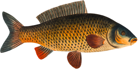 Carp (Cyprinus Carpio) from Ichtylogie, ou Histoire naturelle: génerale et particuliére des poissons (1785–1797) by Marcus Elieser Bloch.