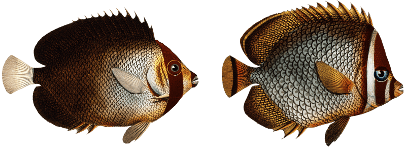 1. Collar (Chaetodon Collare) 2. Mulatto (Chaetodon mesoleucus) from Ichtylogie, ou Histoire naturelle: génerale et particuliére des poissons (1785–1797) by Marcus Elieser Bloch.