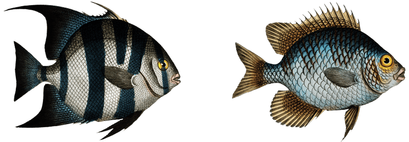 1. Angel-fish of Curacoo (Chaetodon Curacao) 2. Smith (Chaetodon Faber) from Ichtylogie, ou Histoire naturelle: génerale et particuliére des poissons (1785–1797) by Marcus Elieser Bloch.