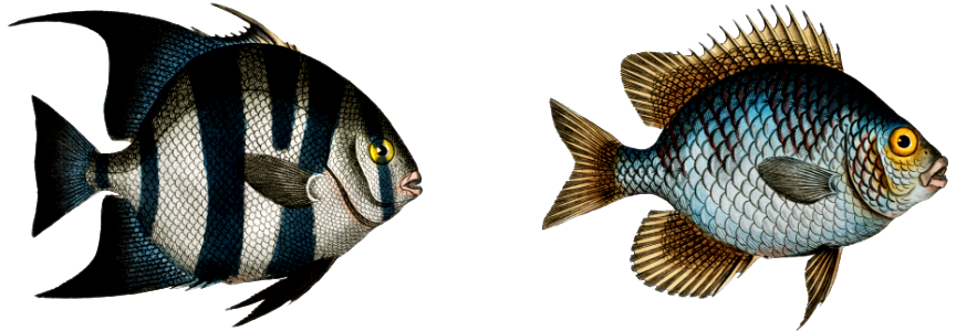 1. Angel-fish of Curacoo (Chaetodon Curacao) 2. Smith (Chaetodon Faber) from Ichtylogie, ou Histoire naturelle: génerale et particuliére des poissons (1785–1797) by Marcus Elieser Bloch.