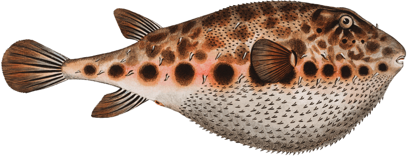Spengler's Tetrodon (Tetrodon Spengleri) from Ichtylogie, ou Histoire naturelle: génerale et particuliére des poissons (1785–1797) by Marcus Elieser Bloch.