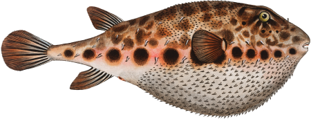 Spengler's Tetrodon (Tetrodon Spengleri) from Ichtylogie, ou Histoire naturelle: génerale et particuliére des poissons (1785–1797) by Marcus Elieser Bloch.