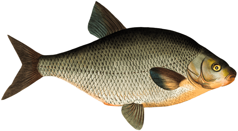 Bream (Cyprinus Brama) from Ichtylogie, ou Histoire naturelle: génerale et particuliére des poissons (1785–1797) by Marcus Elieser Bloch.