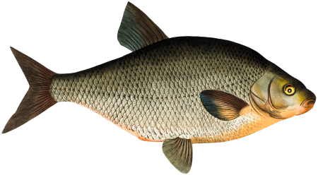 Bream (Cyprinus Brama) from Ichtylogie, ou Histoire naturelle: génerale et particuliére des poissons (1785–1797) by Marcus Elieser Bloch.