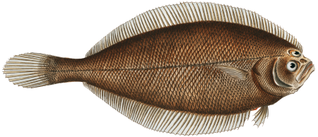 1. Chaetodon Argus 2. Chaetodon vagabundus from Ichtylogie, ou Histoire naturelle: génerale et particuliére des poissons (1785–1797) by Marcus Elieser Bloch.