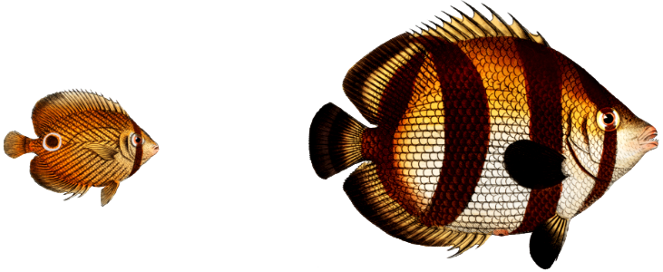 1. Chaetodon striatus 2. Sea Butterfly (Chaetodon capistratus) from Ichtylogie, ou Histoire naturelle: génerale et particuliére des poissons (1785–1797) by Marcus Elieser Bloch.