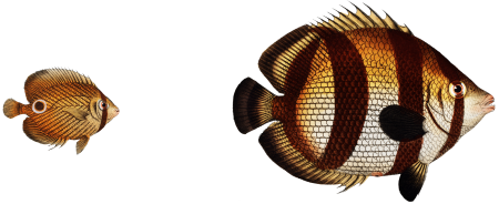 1. Chaetodon striatus 2. Sea Butterfly (Chaetodon capistratus) from Ichtylogie, ou Histoire naturelle: génerale et particuliére des poissons (1785–1797) by Marcus Elieser Bloch.