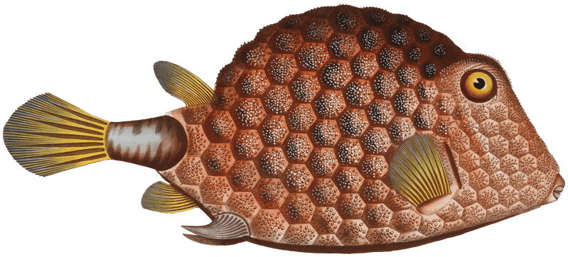 Triangular-fish (Ostracion Tricornus) from Ichtylogie, ou Histoire naturelle: génerale et particuliére des poissons (1785–1797) by Marcus Elieser Bloch.