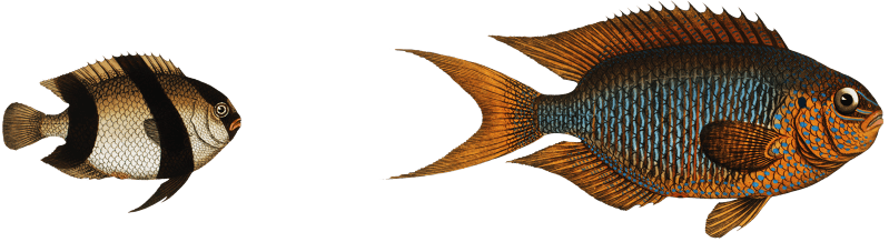 1. Chaetodon Pavo 2. Chaetodon aruanus from Ichtylogie, ou Histoire naturelle: génerale et particuliére des poissons (1785–1797) by Marcus Elieser Bloch.