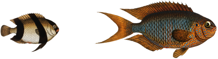 1. Chaetodon Pavo 2. Chaetodon aruanus from Ichtylogie, ou Histoire naturelle: génerale et particuliére des poissons (1785–1797) by Marcus Elieser Bloch.